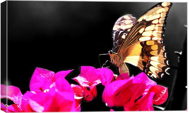 Yellow Butterfly Canvas Print by Ashley Allen