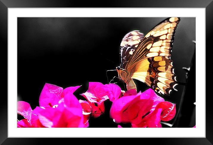Yellow Butterfly Framed Mounted Print by Ashley Allen