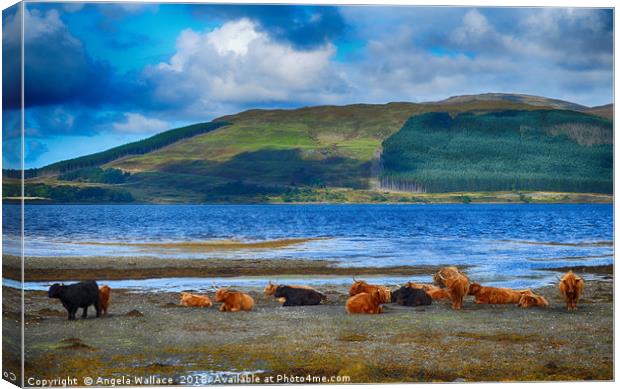 Highland Cattle on the shore                     Canvas Print by Angela Wallace
