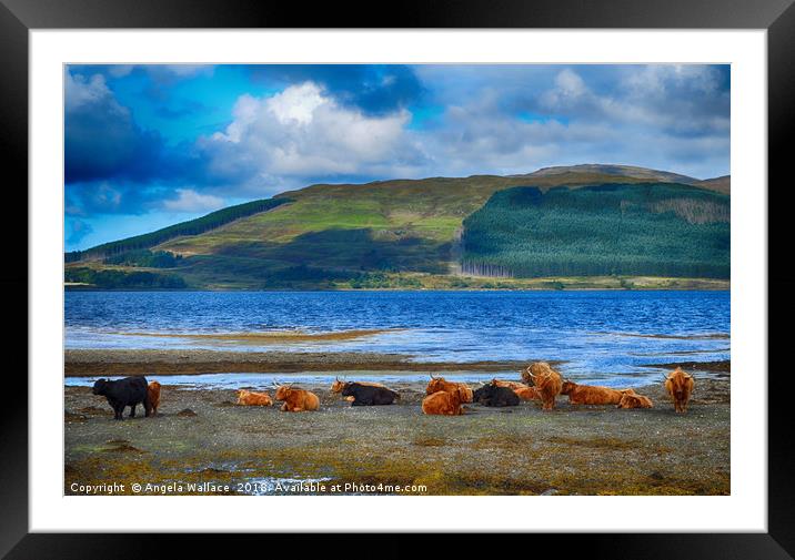 Highland Cattle on the shore                     Framed Mounted Print by Angela Wallace