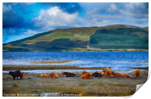 Highland Cattle on the shore                     Print by Angela Wallace