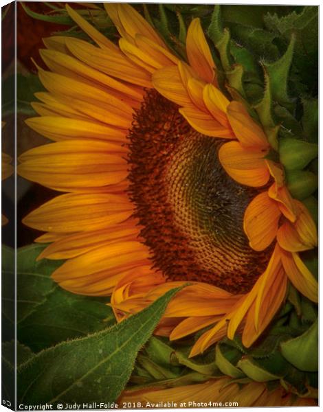 Sunflower Beauty Canvas Print by Judy Hall-Folde