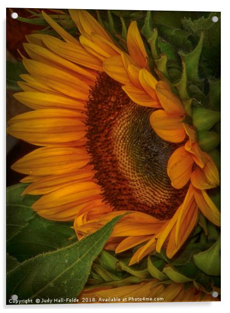 Sunflower Beauty Acrylic by Judy Hall-Folde