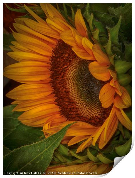 Sunflower Beauty Print by Judy Hall-Folde
