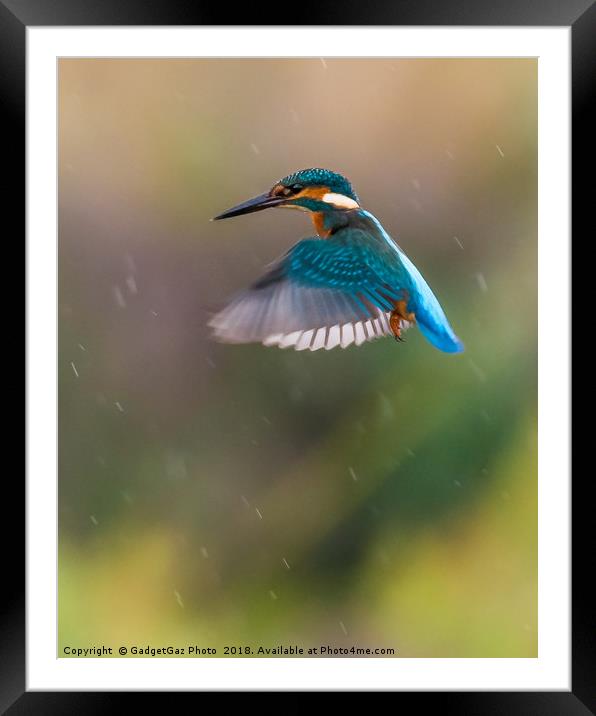 Kingfisher Hovering in the rain Framed Mounted Print by GadgetGaz Photo