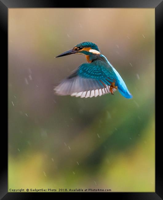 Kingfisher Hovering in the rain Framed Print by GadgetGaz Photo