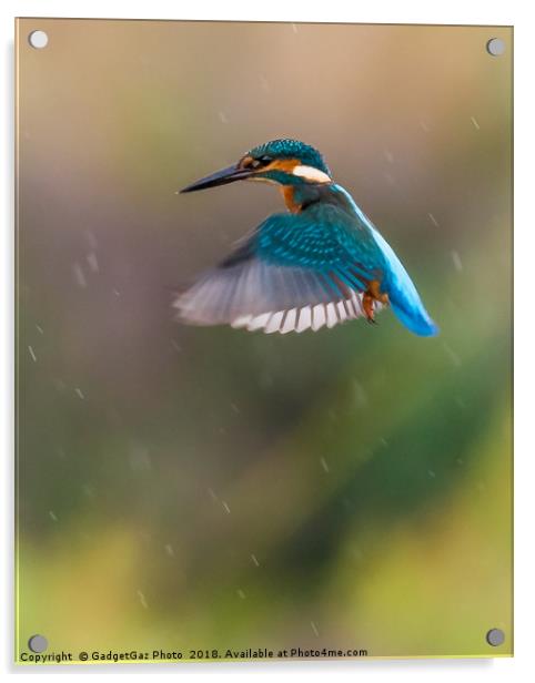 Kingfisher Hovering in the rain Acrylic by GadgetGaz Photo