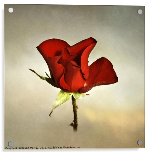 Rose bud unfurling Acrylic by Robert Murray