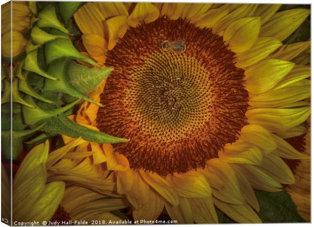 Sunflower Splendor Canvas Print by Judy Hall-Folde