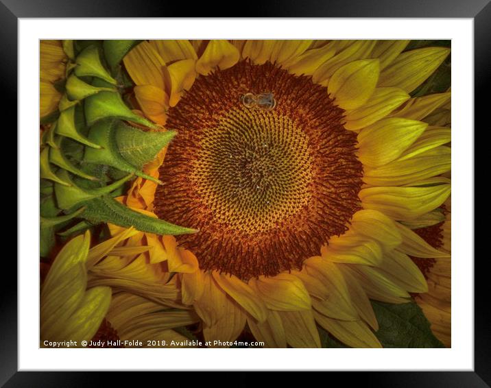 Sunflower Splendor Framed Mounted Print by Judy Hall-Folde