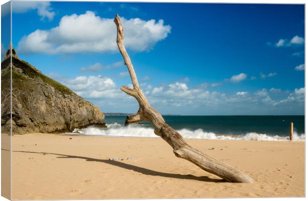 Barafundle Bay - Driftwood on the Shore. Canvas Print by Colin Allen