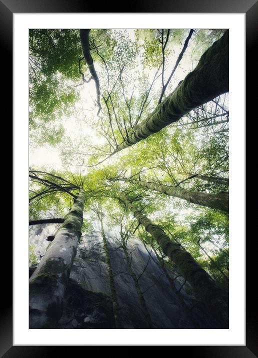 Reaching for the light Framed Mounted Print by Simon Wrigglesworth