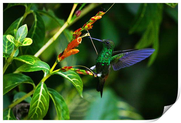 The Beautiful Copper rumped Hummingbird Print by Ashley Allen