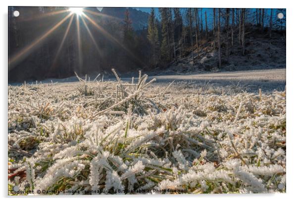 Frozen grass under bright sunlight Acrylic by Daniela Simona Temneanu