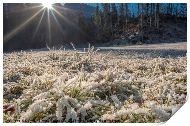 Frozen grass under bright sunlight Print by Daniela Simona Temneanu