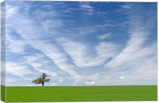 Solitude Standing Canvas Print by Andrew Scoggins