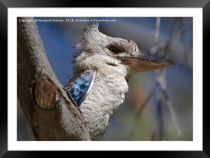 Blue winged Kookaburra  Framed Mounted Print by Margaret Stanton