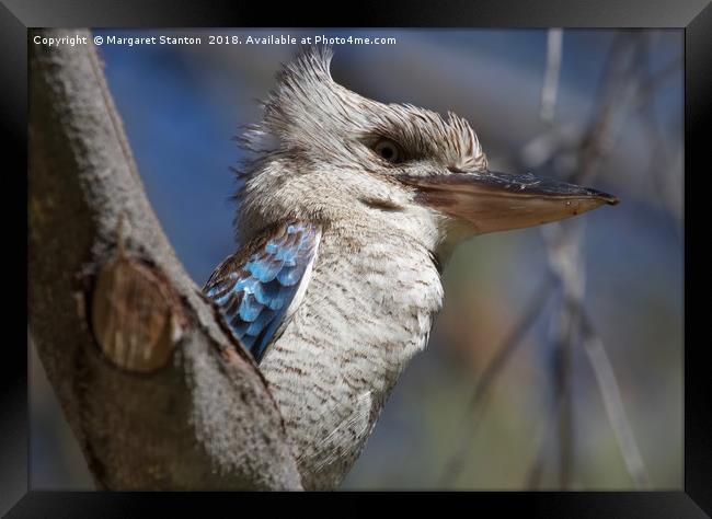 Blue winged Kookaburra  Framed Print by Margaret Stanton