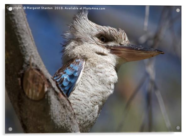 Blue winged Kookaburra  Acrylic by Margaret Stanton
