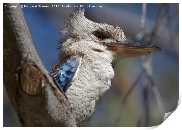 Blue winged Kookaburra  Print by Margaret Stanton