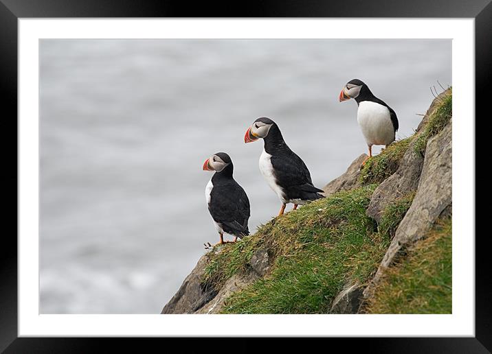 Puffins at Dyrhólaey, Iceland Framed Mounted Print by Andrew Scoggins