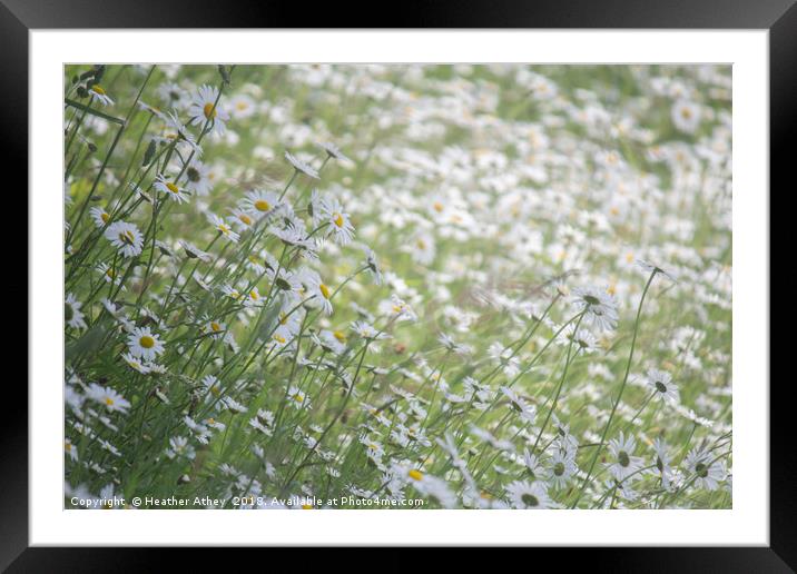 Swathes of Daisies Framed Mounted Print by Heather Athey