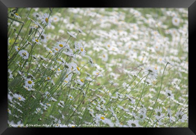 Swathes of Daisies Framed Print by Heather Athey