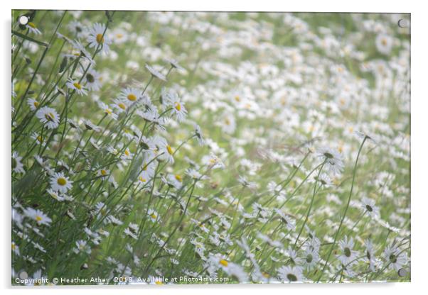 Swathes of Daisies Acrylic by Heather Athey