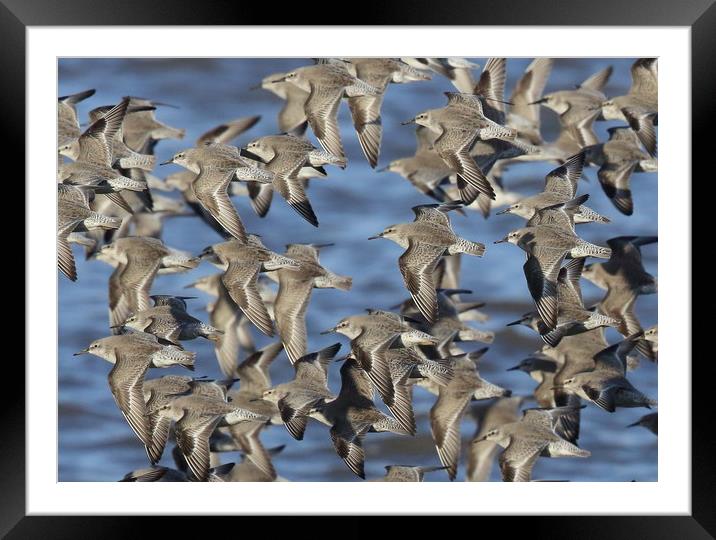 Flock of Knot in flight Framed Mounted Print by Alan Humphreys