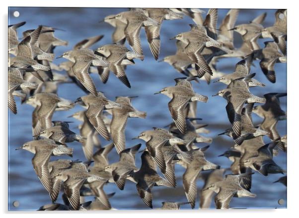 Flock of Knot in flight Acrylic by Alan Humphreys