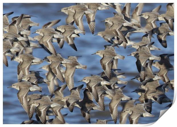 Flock of Knot in flight Print by Alan Humphreys