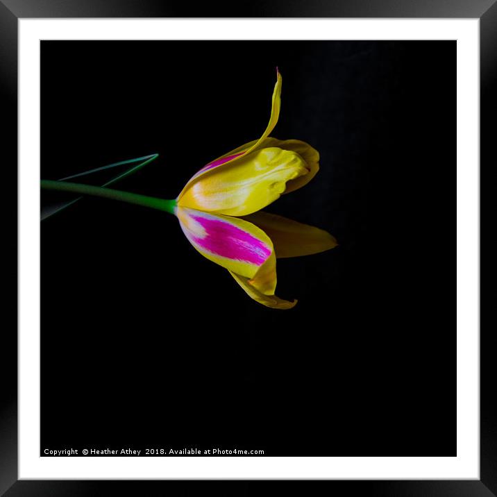 Bright Tulip Framed Mounted Print by Heather Athey