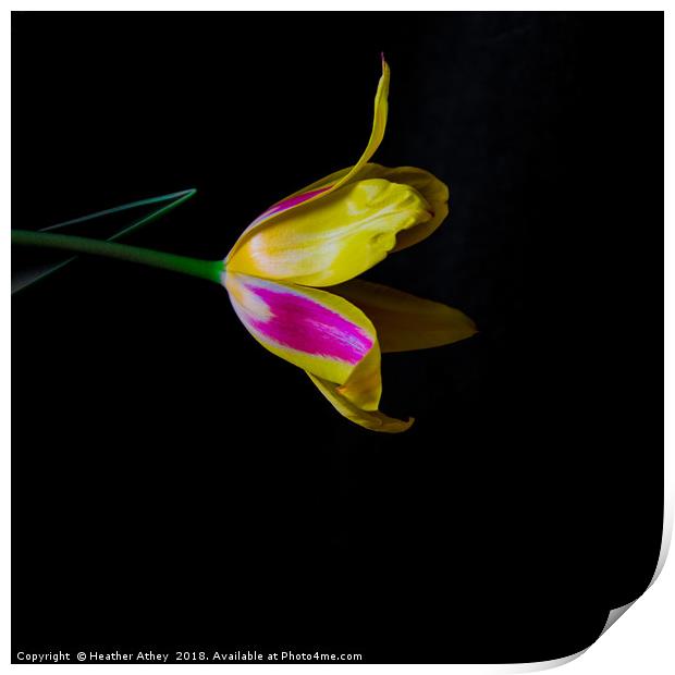 Bright Tulip Print by Heather Athey