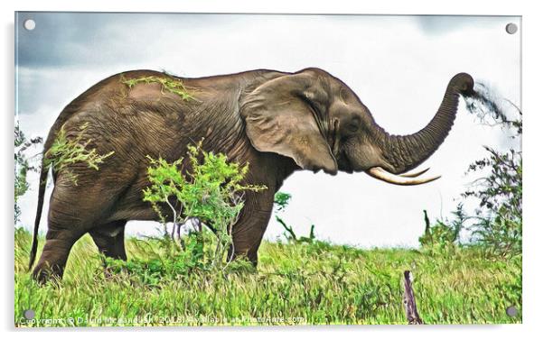 Elephant Earth Dousing Acrylic by David Mccandlish