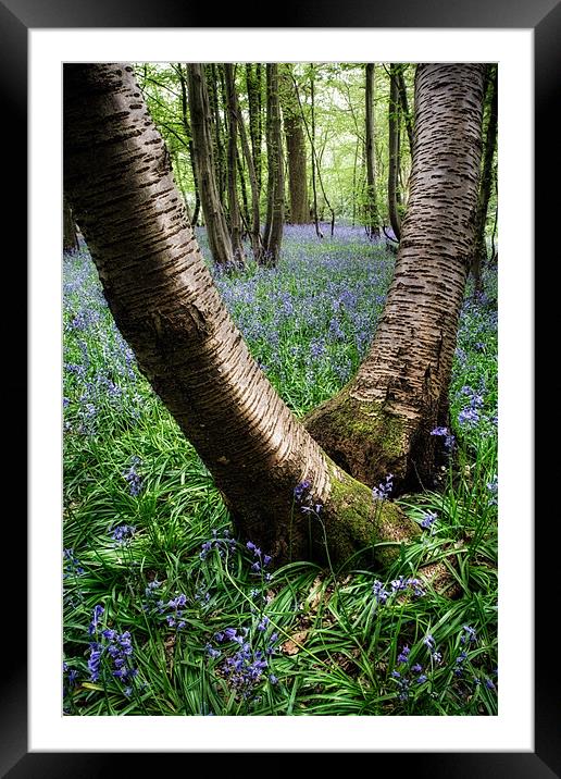 Bluebell Wood, Harpenden Framed Mounted Print by Andrew Scoggins