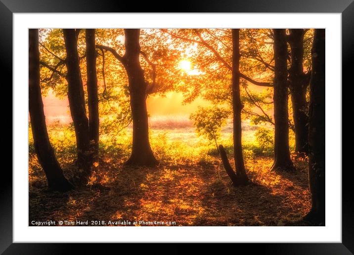 Autumn Dawn Framed Mounted Print by Tom Hard