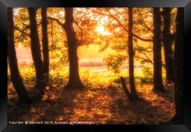 Autumn Dawn Framed Print by Tom Hard