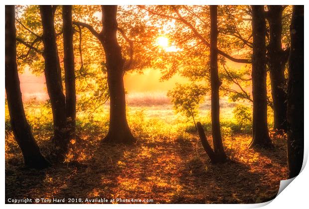 Autumn Dawn Print by Tom Hard