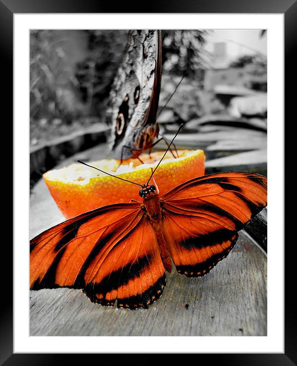 tiger butterfly Framed Mounted Print by Heather Newton