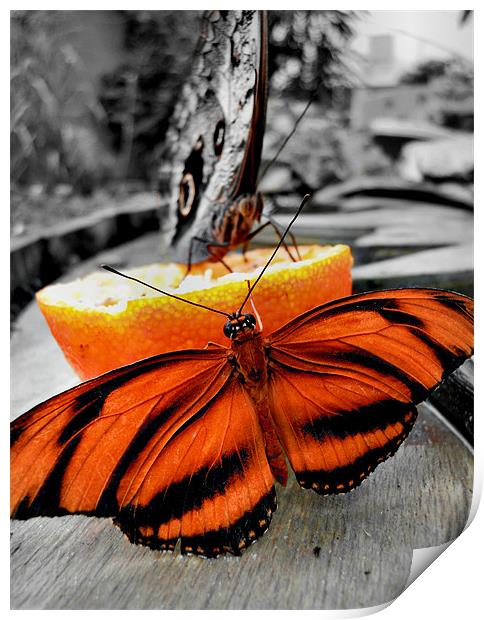 tiger butterfly Print by Heather Newton
