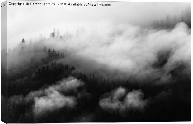 Pine trees covered in mist, black and white Canvas Print by Florent Lacroute