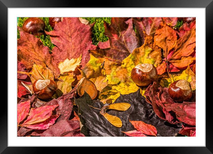 The United Colours Of Autumn Framed Mounted Print by Steve Purnell