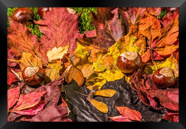 The United Colours Of Autumn Framed Print by Steve Purnell
