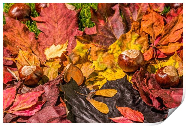 The United Colours Of Autumn Print by Steve Purnell