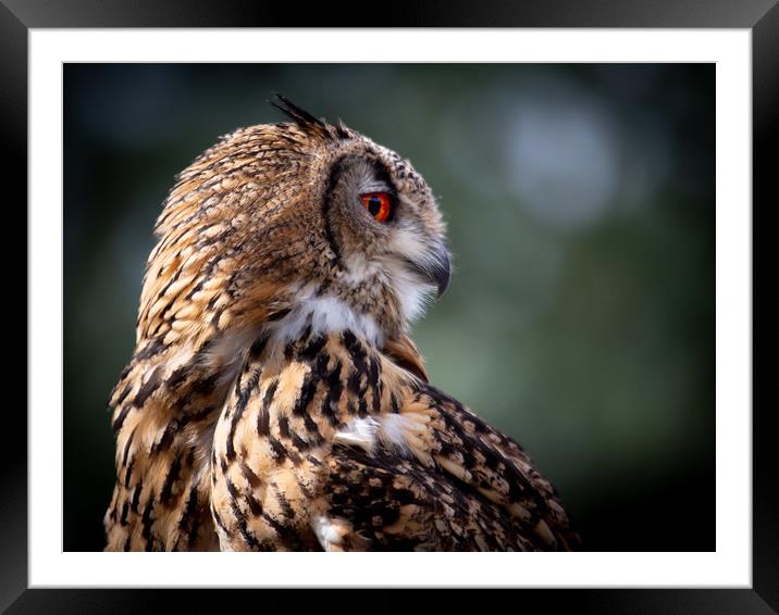 Eurasian Eagle Owl Framed Mounted Print by Mike Evans