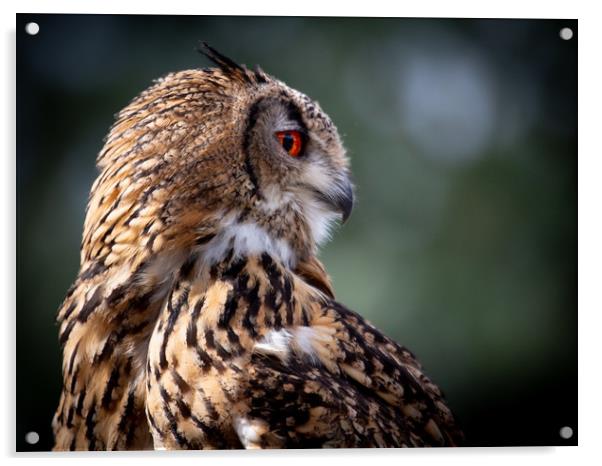 Eurasian Eagle Owl Acrylic by Mike Evans