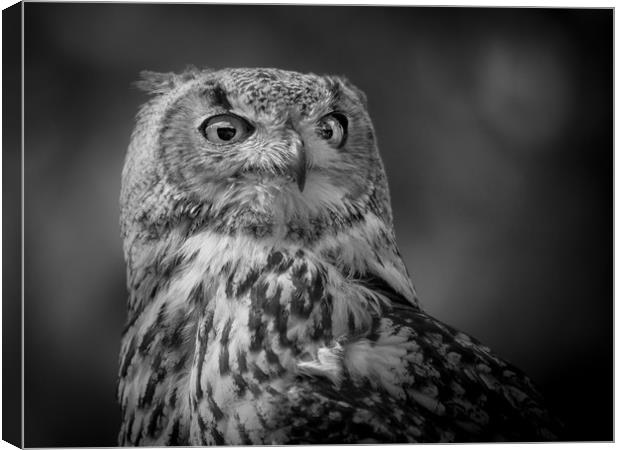 Black and white Eurasian Eagle Owl Canvas Print by Mike Evans