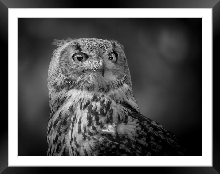 Black and white Eurasian Eagle Owl Framed Mounted Print by Mike Evans