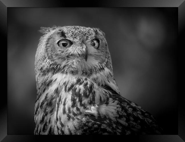 Black and white Eurasian Eagle Owl Framed Print by Mike Evans