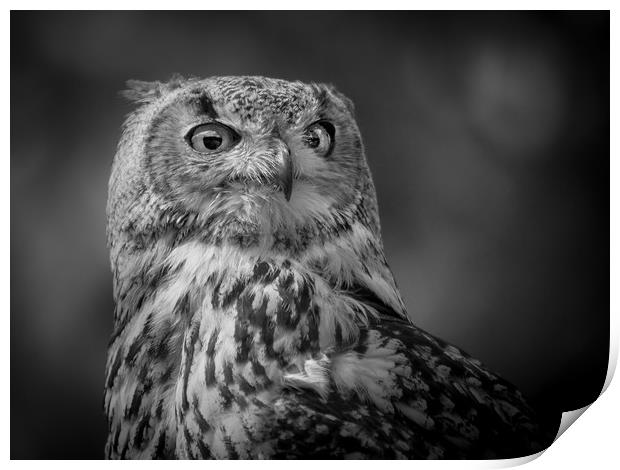 Black and white Eurasian Eagle Owl Print by Mike Evans